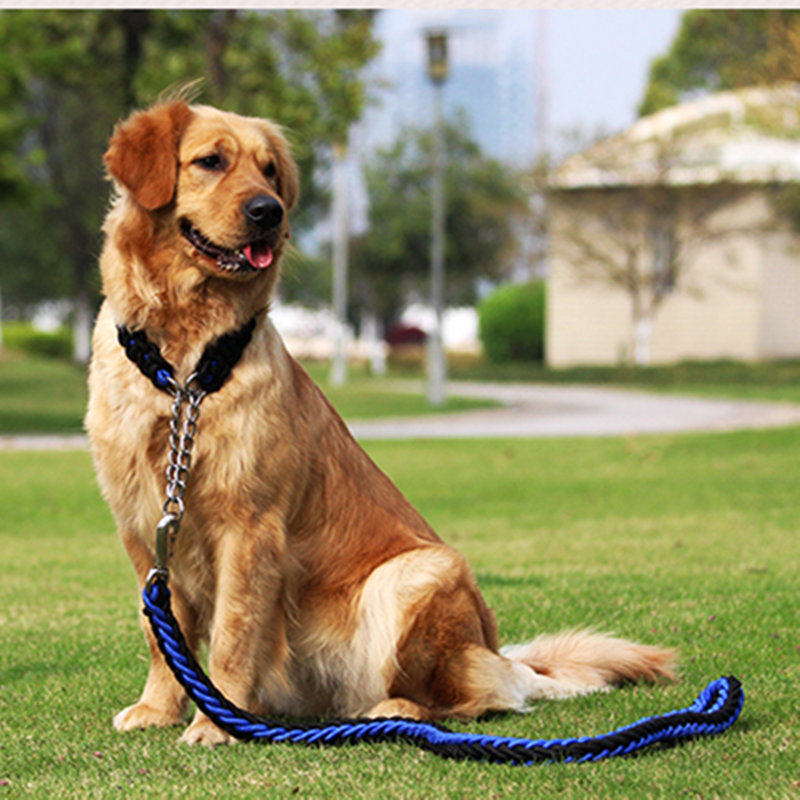 Cách chăm sóc chó?Chó ăn gì?