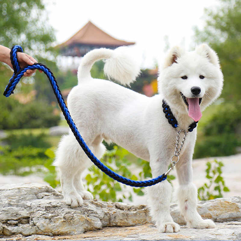 Con chó của cắt móng tay.