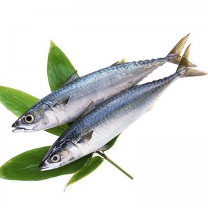 Cá thu đông lạnh nguyên con