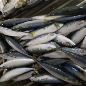 Cá thu đông lạnh nguyên con