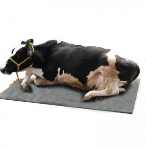 Cowshed / chuồng ngựa