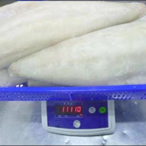 Đông lạnh philê Atlantic Saithe