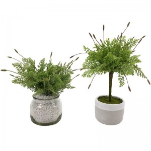 Cây giống hoa oải hương thực tế Cây xanh Trang trí nhà vườn