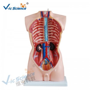 Mô hình y học cơ thể người Mô hình 85CM Nam Torso Model 19 phần