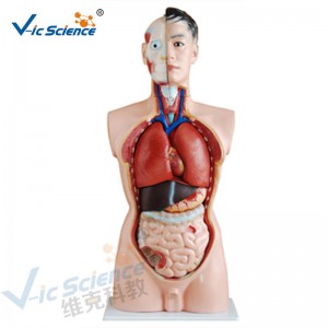 Mô hình y học cơ thể người Mô hình 85CM Nam Torso Model 19 phần