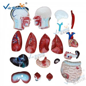 Mô hình y học cơ thể người Mô hình 85CM Nam Torso Model 19 phần