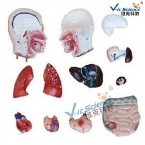 Mô hình giảng dạy y tế nam 42cm 13 phần Mô hình giảng dạy y khoa