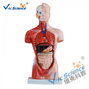 Mô hình 26CM Torso 15 phần Mô hình cơ thể giải phẫu
