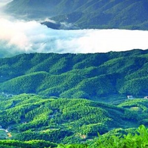 M set sen thơm fuzhuan trà hunan anhua trà đen chăm sóc sức khỏe