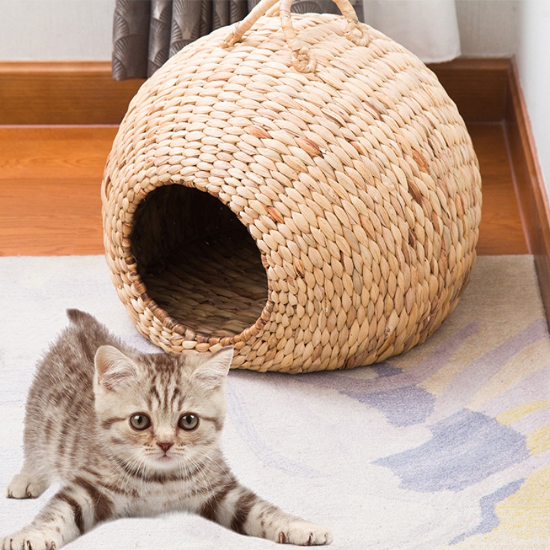 Tổ yến \/ giường