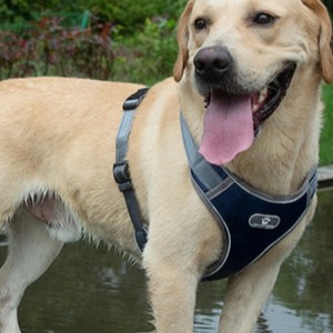 Bán buôn OEM Sản xuất Tùy chỉnh cao cấp Chó khai thác Luxury Pet Dog Reversible Khai thác Chó phản chiếu Khai thác