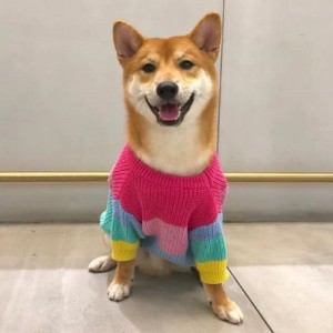 Nhà sản xuất áo len dệt kim dệt bông mùa đông tùy chỉnh cho vậtnuôi