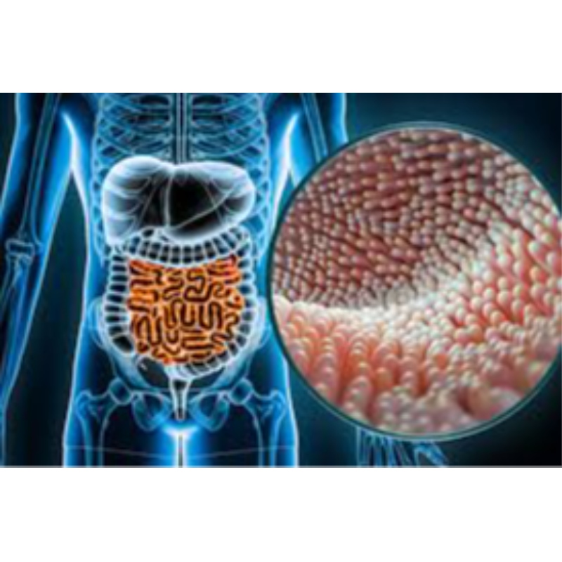 Bắc Kinh union Cao đẳng Y tế: NMN có thể bảo vệ ruột khỏi bị tổn thương bức xạ