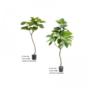 Ficus microcarpa